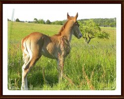 dressage horse Ted the Cat (German Riding Pony, 2012, from Wynfa's Charles)