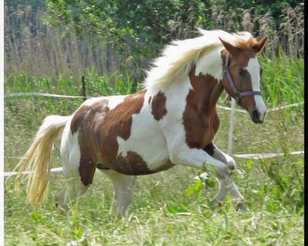 Pferd WhyNot Prosecco (Deutsches Reitpony, 2010, von Pares von Lauterbach)