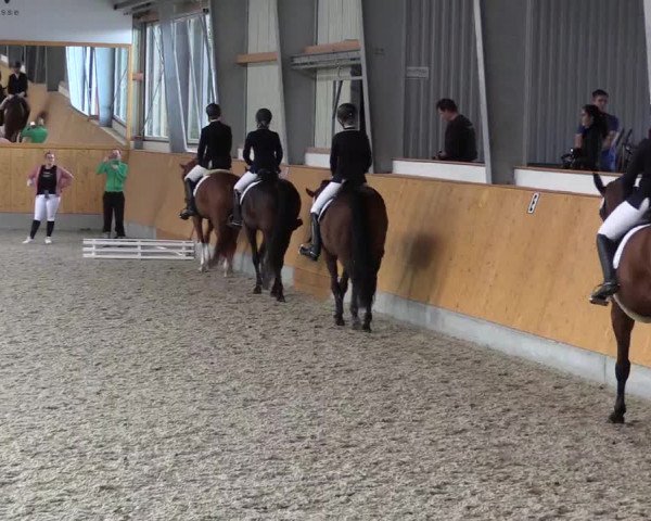 Reitturnier Münster-Amelsbüren 2021