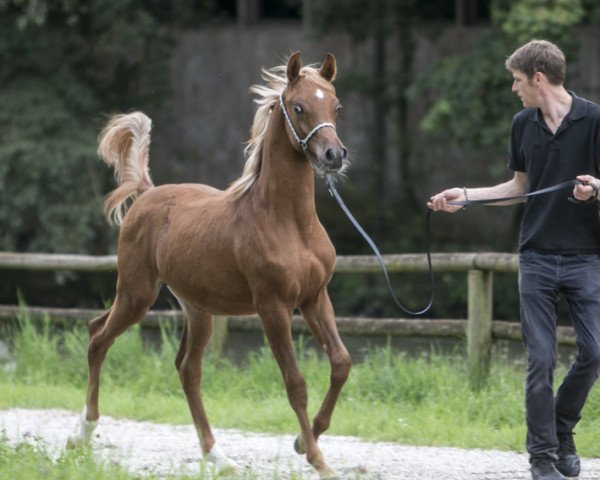 horse Maydan Al Amryan ox (Arabian purebred, 2014, from Al Amryan)