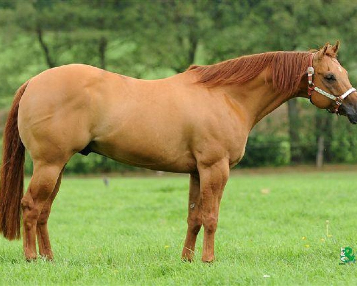 Deckhengst Dun It On The QT (Quarter Horse, 2004, von Hollywood Dun It)