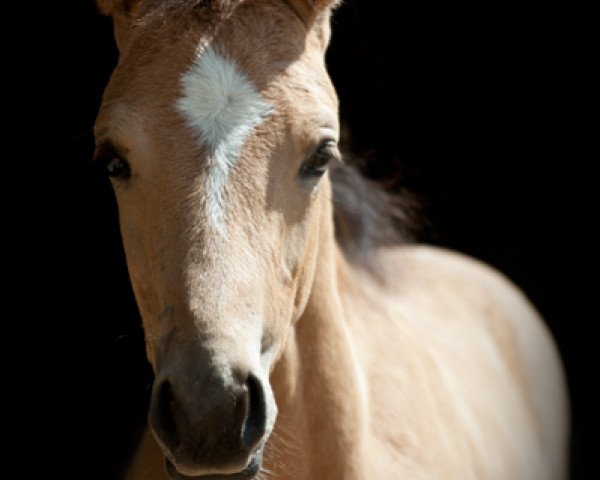 broodmare Muppet Show (German Warmblood, 2014, from Milky Way GF)