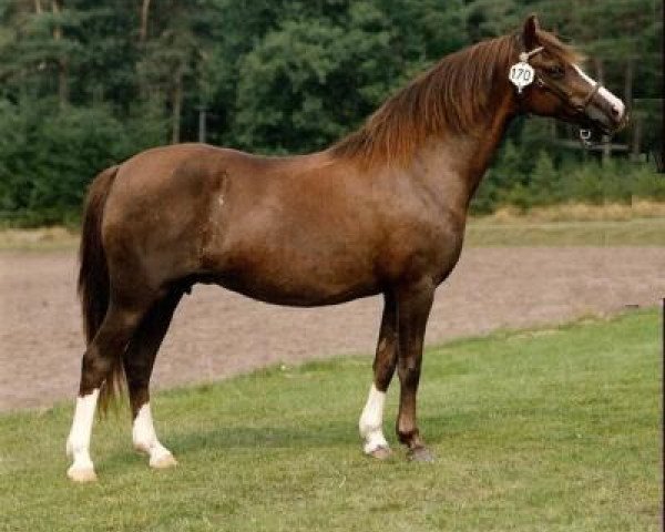 broodmare Woldberg's Rachel (Welsh-Pony (Section B), 1975, from Arkelshof's Sunlight)