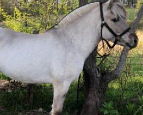 stallion HF North (Fjord Horse, 2016, from Iduna Acres Ira) stallion HF North (Fjord Horse, 2016, from Iduna Acres Ira)