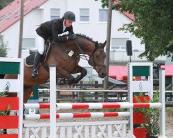 jumper Captain Jack S (Westphalian, 2008, from Captain Fire)