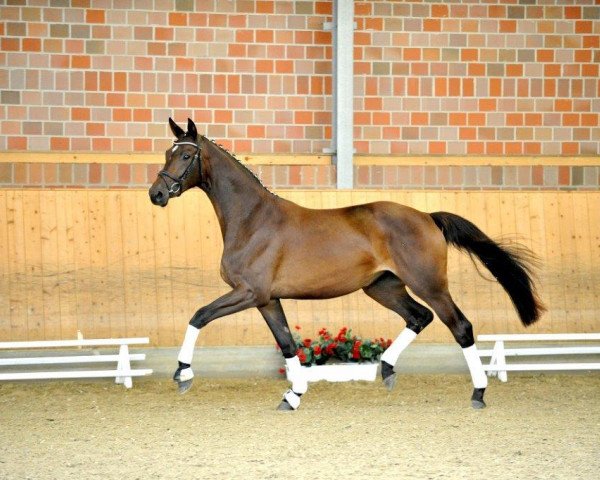 horse Desdemona (Trakehner, 2012, from Rheinklang)
