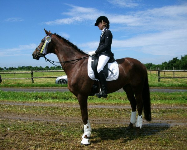 dressage horse Dsquared 2 (Hanoverian, 2007, from Dacaprio)