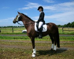 dressage horse Dsquared 2 (Hanoverian, 2007, from Dacaprio)