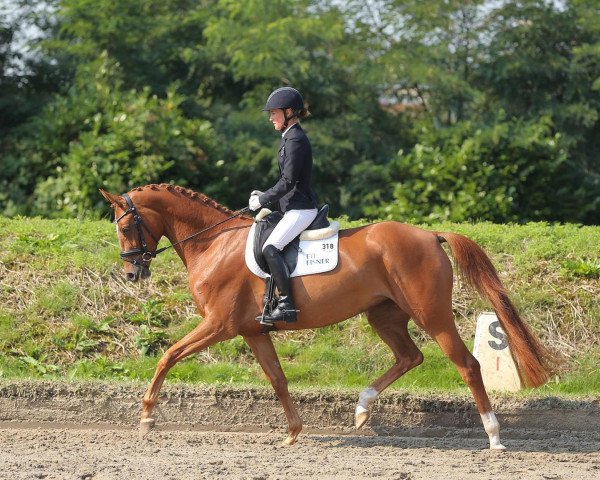 broodmare Pigalle (Trakehner, 2010, from Gribaldi) broodmare Pigalle (Trakehner, 2010, from Gribaldi)