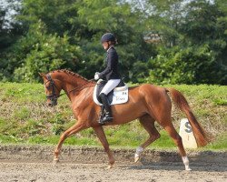 broodmare Pigalle (Trakehner, 2010, from Gribaldi)