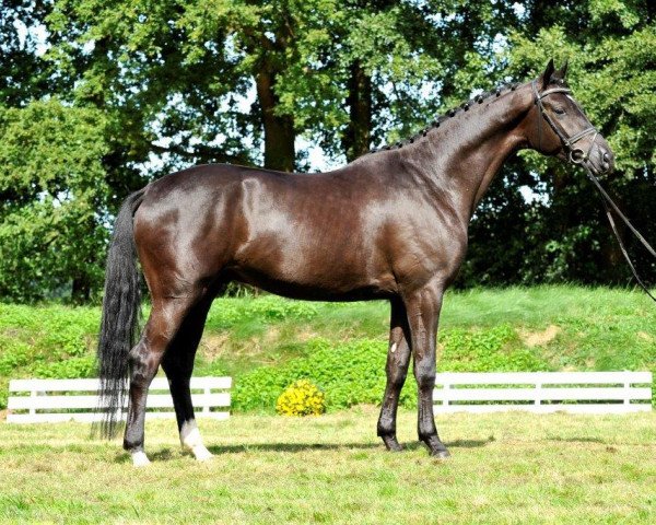 dressage horse Tucholsky (Trakehner, 2010, from Hohenstein I)