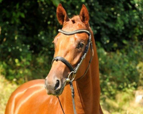 Deckhengst Tudor (Trakehner, 2011, von Iskander)