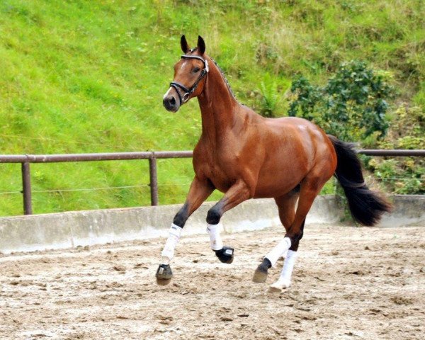horse Lexion 7 (Trakehner, 2012, from Herbstkönig 2)