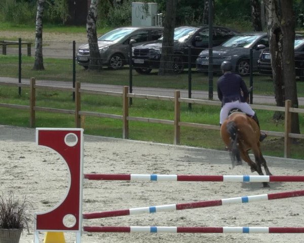 Reitturnier Westergellersen 2021
