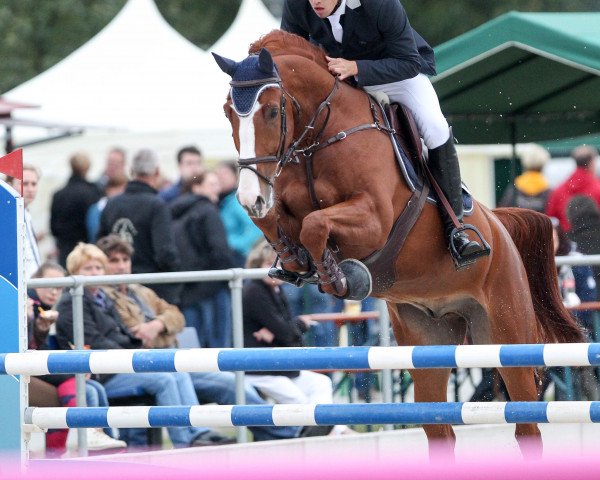 horse Cordial (Hanoverian,  , from Cordial Medoc)