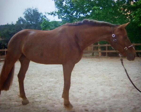 Avlshoppe Royal Lady 30 (Oldenburger, 2004, fra Diamond Hit)