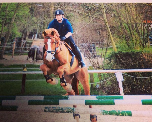 jumper Bernstein 104 (German Warmblood, 2008, from Berlin)