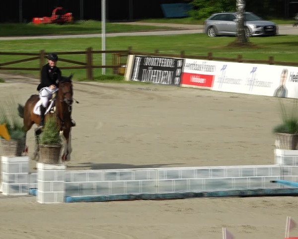 Reitturnier Westergellersen 2021