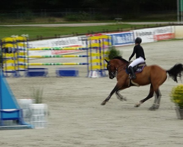 Reitturnier Westergellersen 2021
