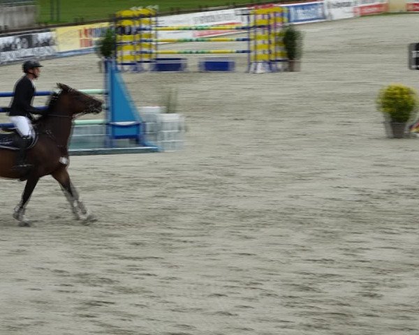 Reitturnier Westergellersen 2021