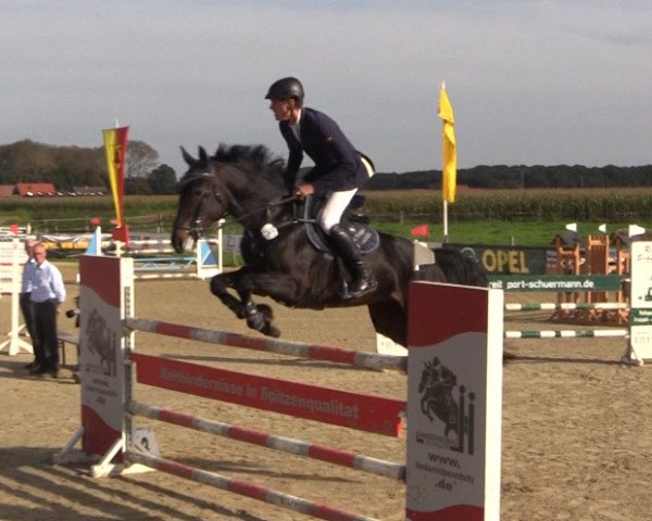 broodmare Alexis 208 (Holsteiner, 2005, from Acodetto I)