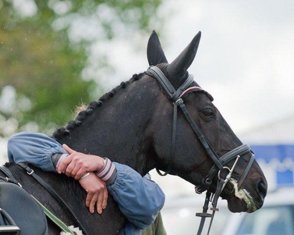 Pferd Opposition Buzz (Trakehner, 1997, von Fleetwater Opposition)