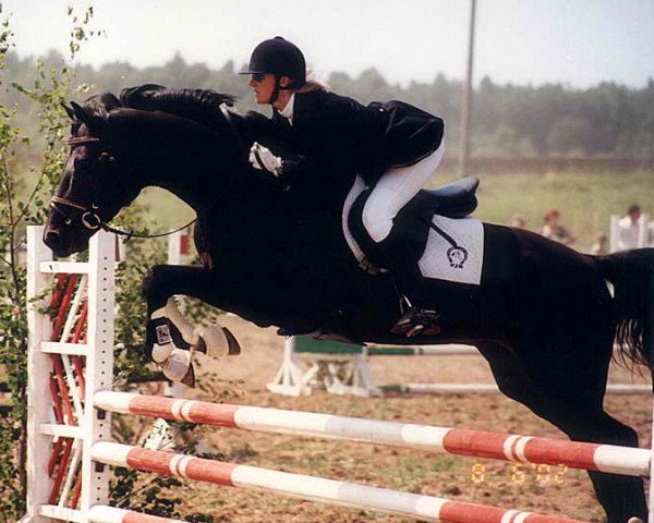 stallion Cabrio (Holsteiner, 1996, from Cambridge)