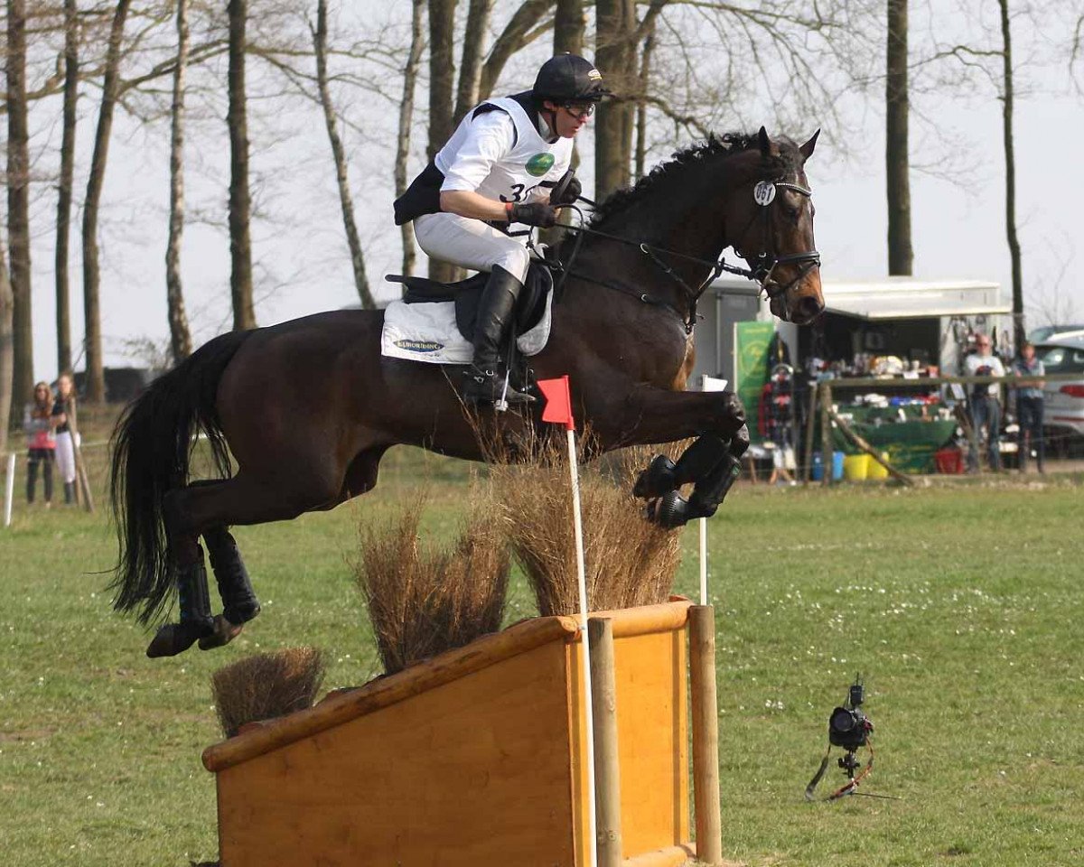 Springpferd Hans Dampf CR (Oldenburger, 2006, von Heraldik xx)