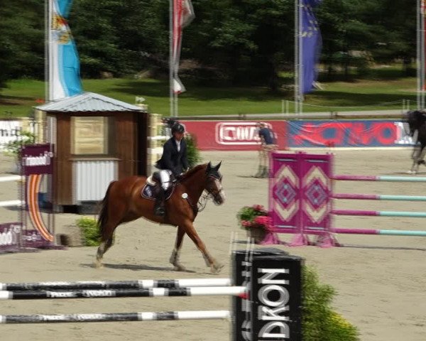 Reitturnier Westergellersen 2021