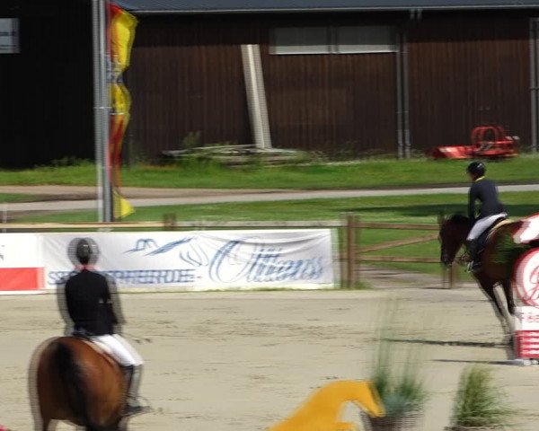 Reitturnier Westergellersen 2021