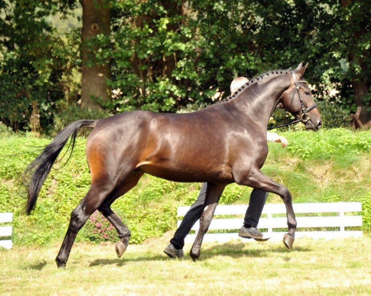 Deckhengst Undercover (Trakehner, 2012, von Syriano)