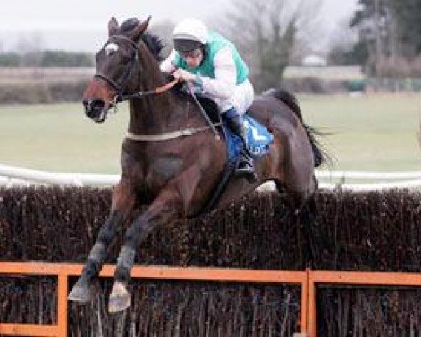 Pferd Dooneys Gate xx (Englisches Vollblut, 2001, von Oscar xx)