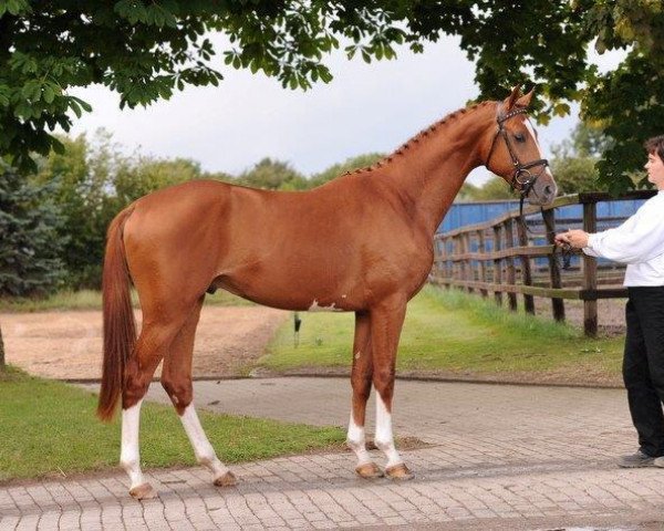 Deckhengst Davidas (Trakehner, 2012, von Horalas)