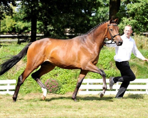 Deckhengst Donauherbst 2 (Trakehner, 2012, von Herbstkönig 2)