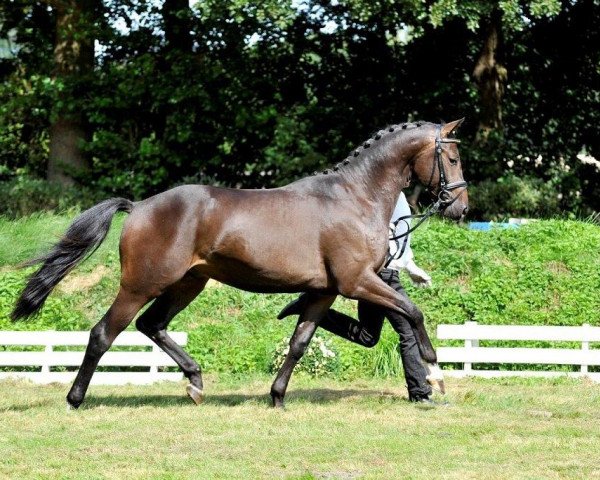 horse Donaustrand (Trakehner, 2012, from Herbstkönig 2)