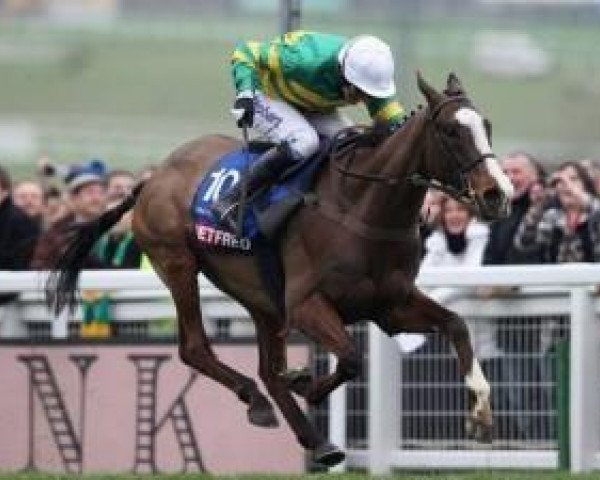 horse Synchronised xx (Thoroughbred, 2003, from Sadler's Wells xx)