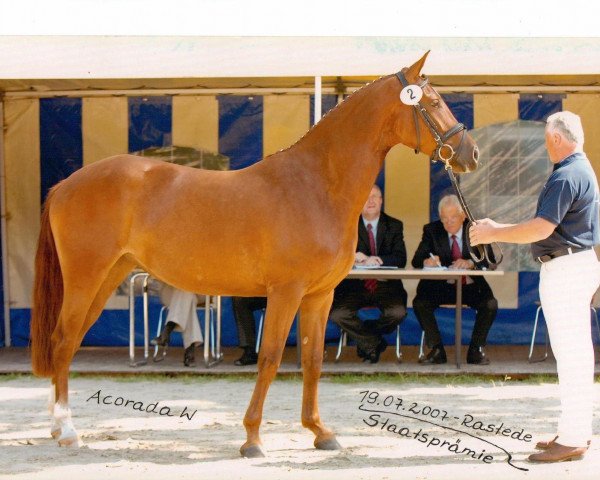 broodmare Acorada W (Oldenburg show jumper, 2004, from Acorado I)