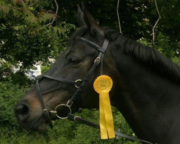 horse Ma jolie 3 (Bavarian, 1992, from Morketo)