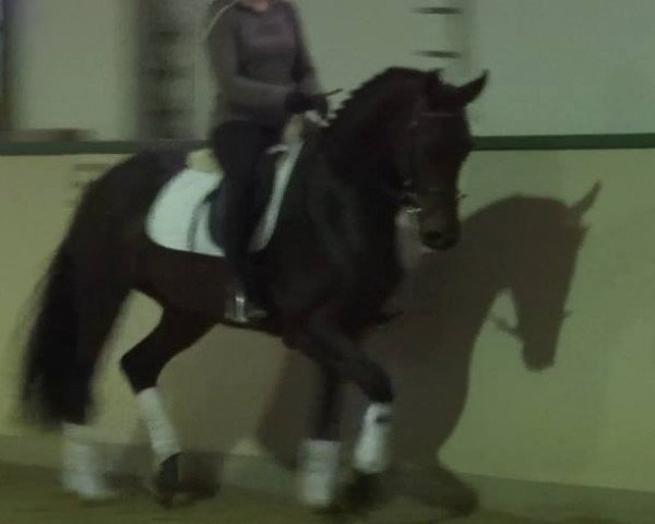 broodmare Frederike (Westphalian, 2011, from Flanagan)