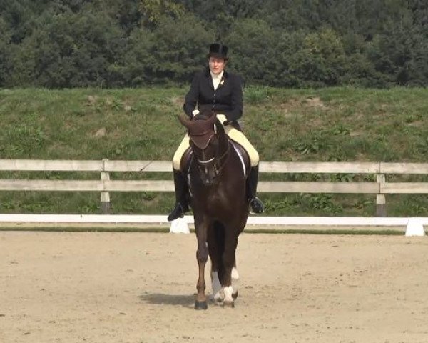 Dressurpferd Fleur 484 (Oldenburger, 2005, von Florencio I)