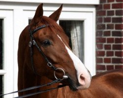 dressage horse Don William 4 (Westphalian, 2010, from Don Havidoff)