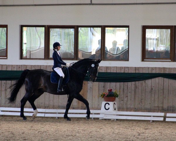 dressage horse Goodman (Hanoverian, 1999, from Goodman)