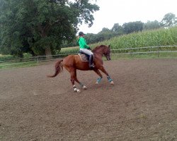 dressage horse Flashfire (Westphalian, 2007, from BD Forrest Gump)