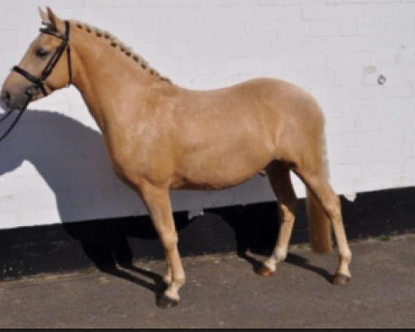 horse Golden Goofy (German Riding Pony, 2010, from Golden Gismo)