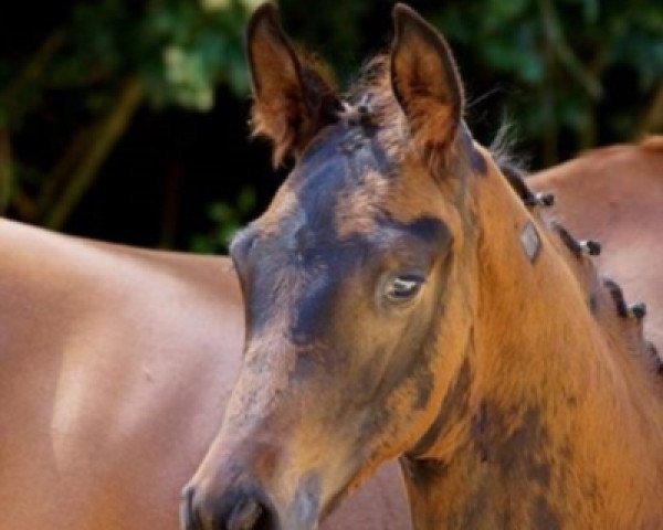 horse Vino Rosso (Trakehner, 2014, from Schwarzgold) horse Vino Rosso (Trakehner, 2014, from Schwarzgold)