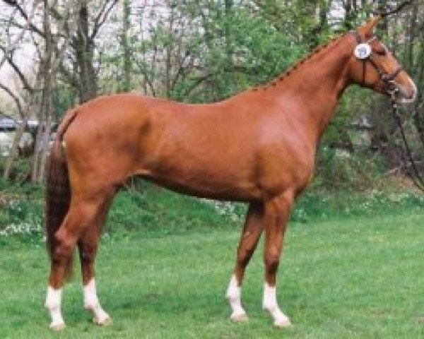 Zuchtstute Virginia VI (Trakehner, 2002, von Kostolany)
