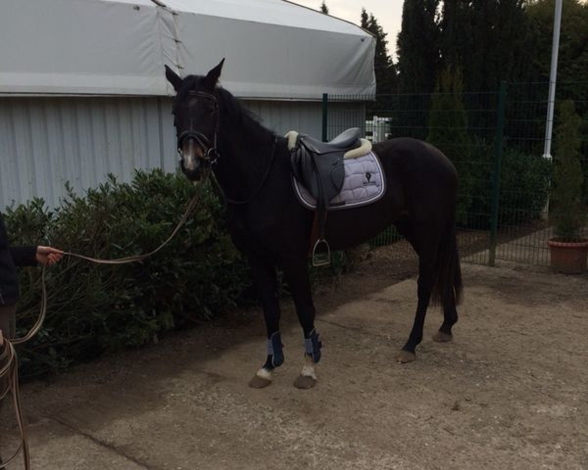 broodmare Florett 164 (Hanoverian, 2011, from For Edition)