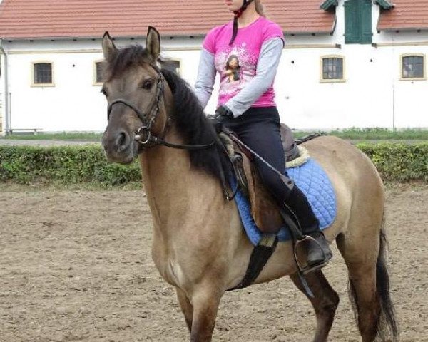 Pferd Wigwam (Konik, 2009, von Parwus) - Racot, August 2014