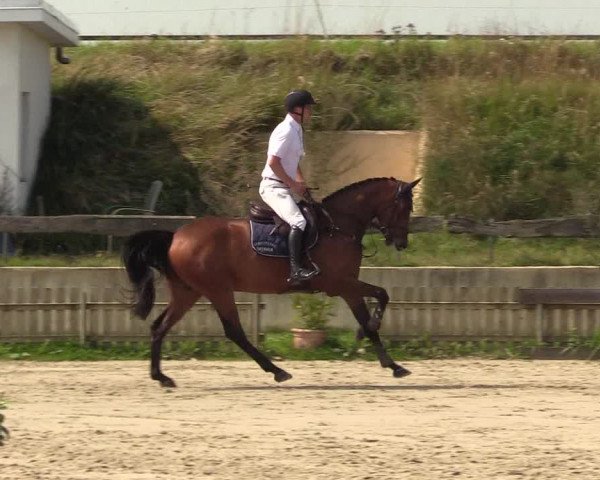 Reitturnier Schülp / Rendsburg 2021