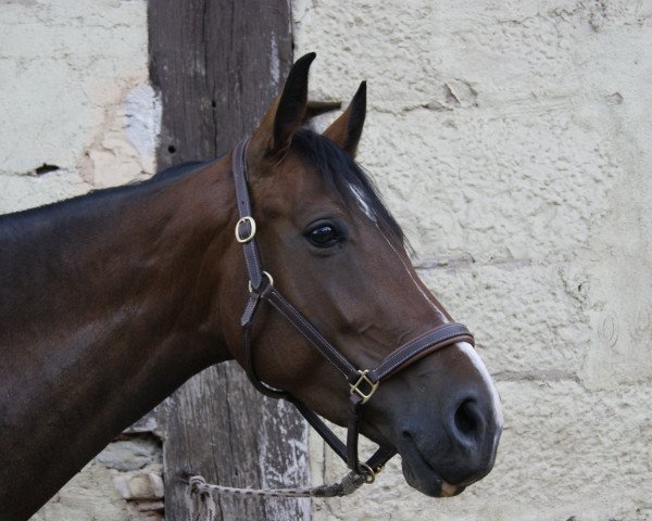 jumper Damina (German Sport Horse, 2009, from Lehnbach)